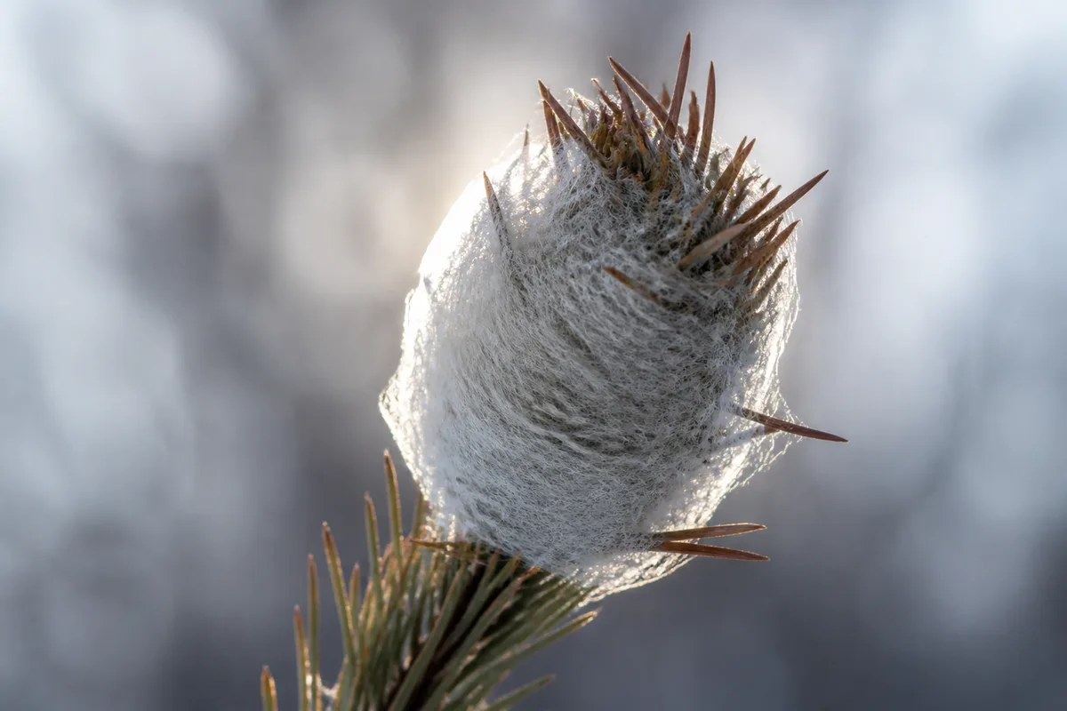 Nid soyeux de chenilles processionnaires en bout de rameau sur un pin, vu en contre-jour d hiver