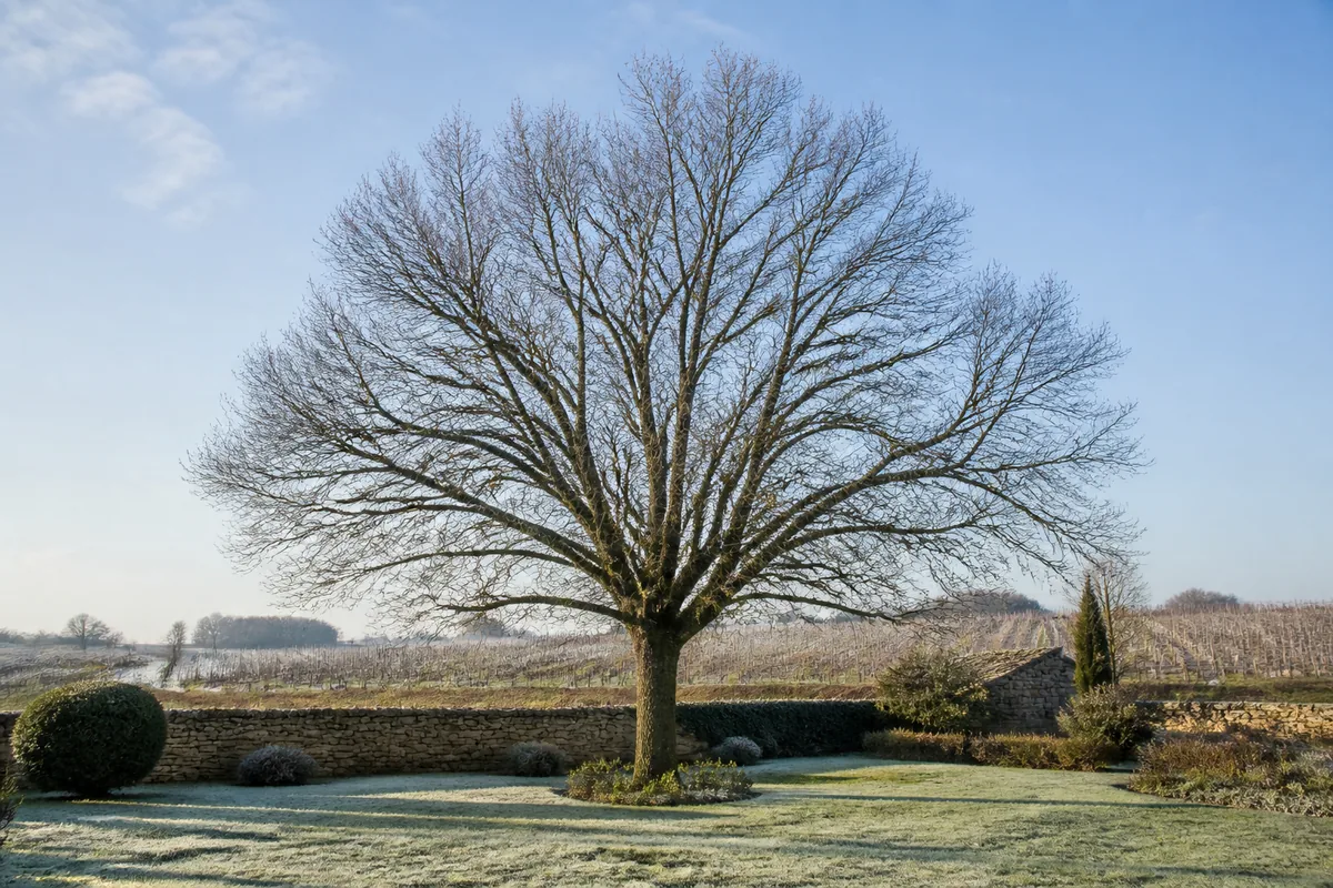 Quand élaguer un arbre : le calendrier par saison et par essence